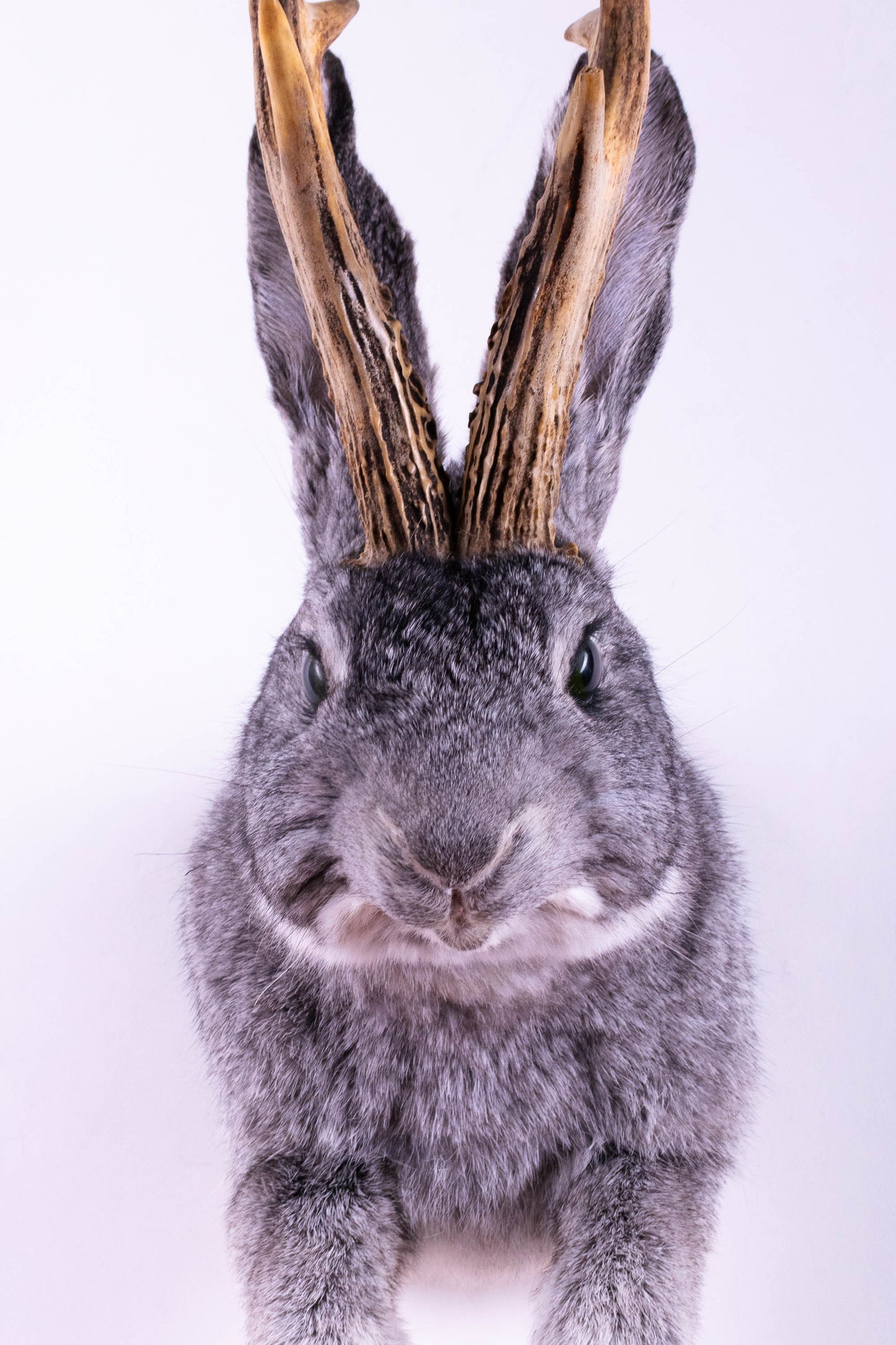 Taxidermie d'écureuil murale à vendre