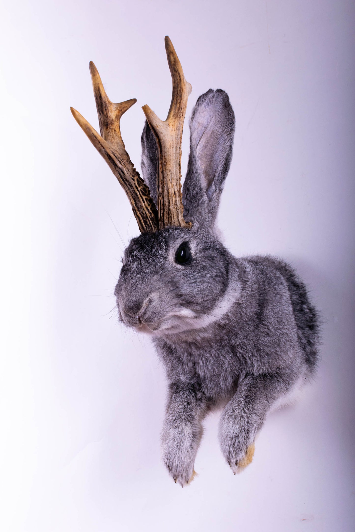 Taxidermie d'écureuil murale à vendre