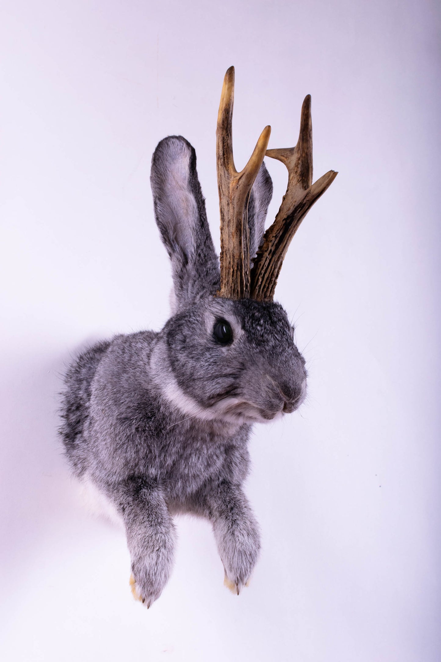 Taxidermie d'écureuil murale à vendre