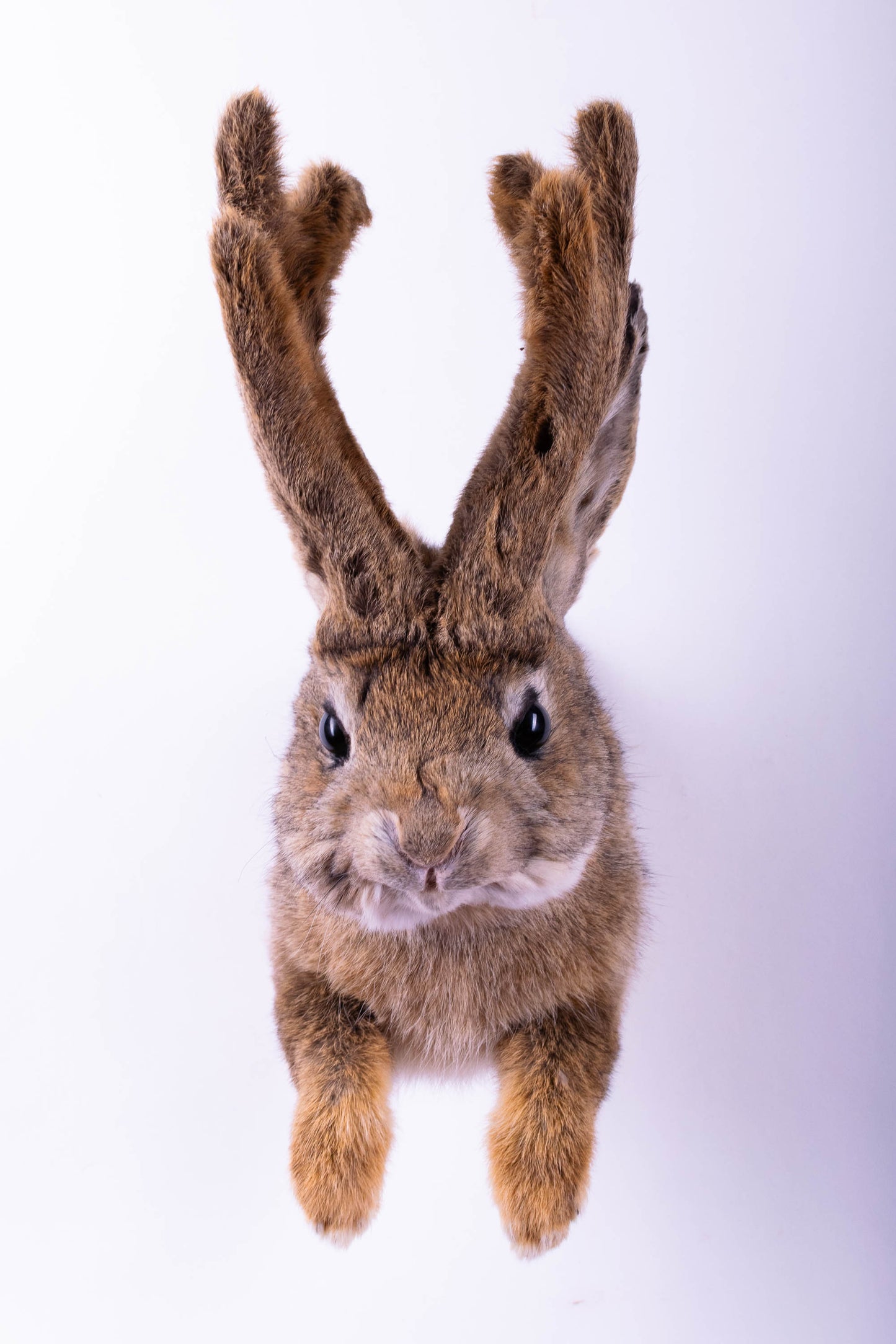 Taxidermie d'écureuil murale à vendre