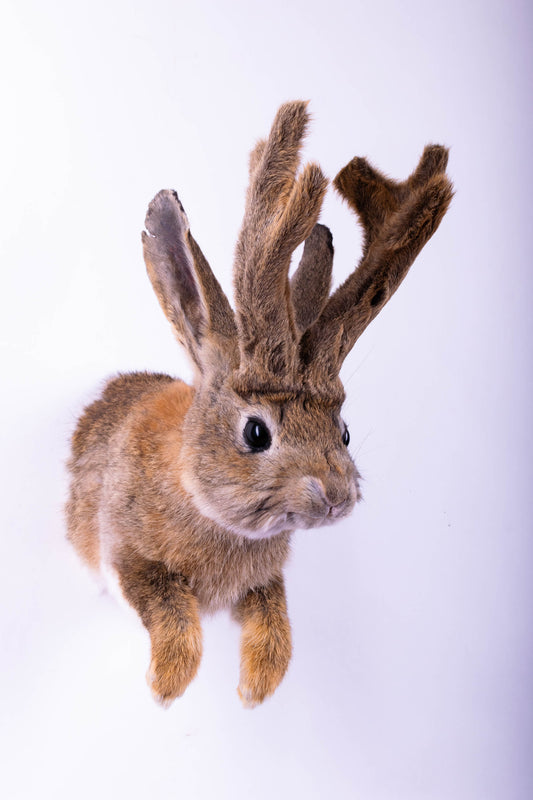 Taxidermie d'écureuil murale à vendre