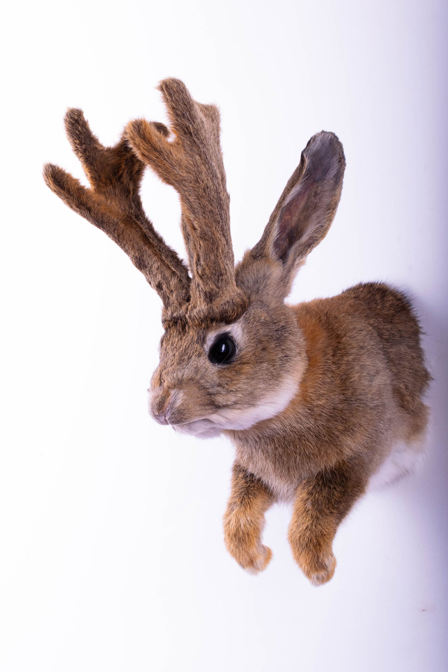Taxidermie d'écureuil murale à vendre