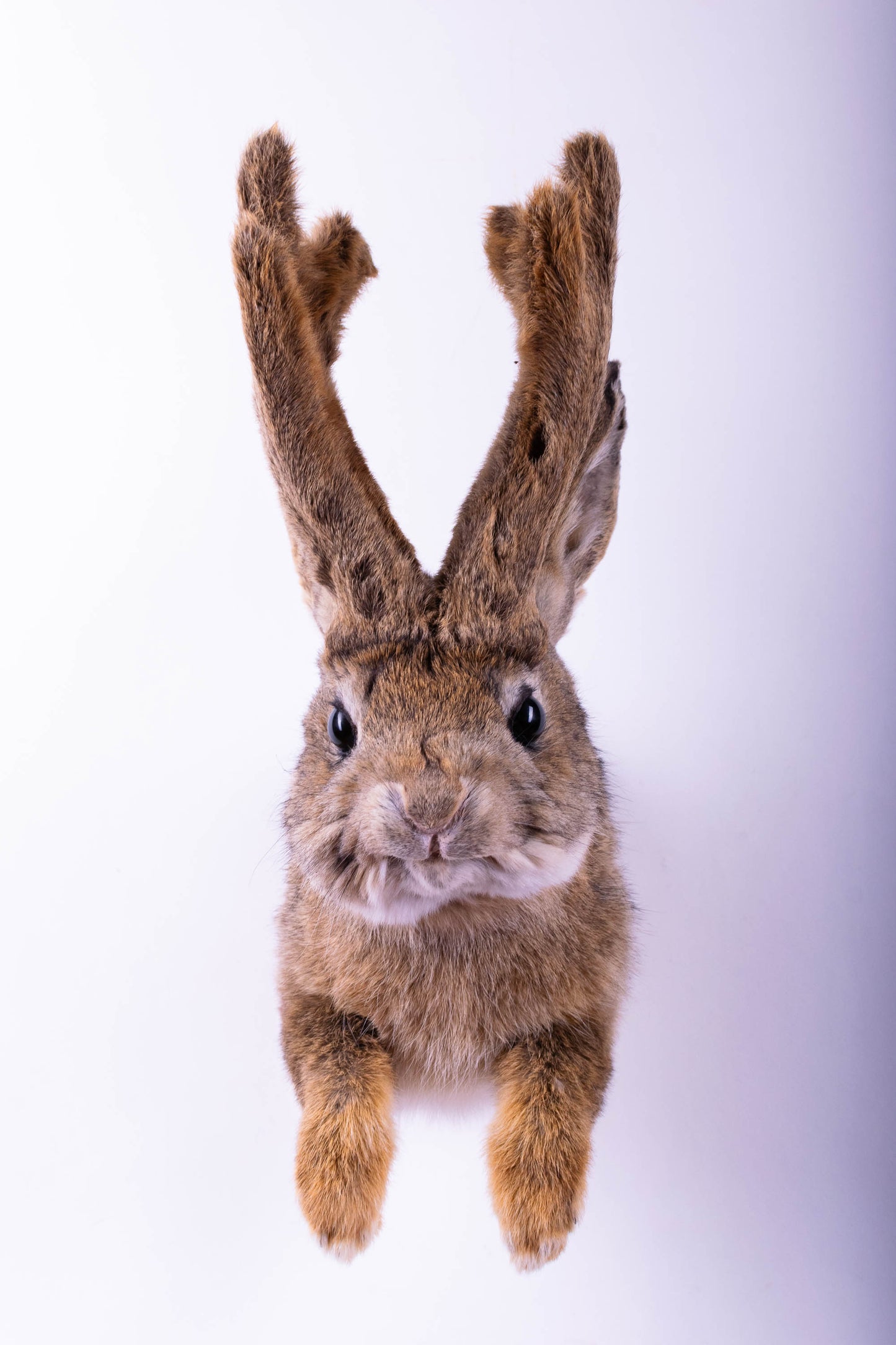 Taxidermie d'écureuil murale à vendre