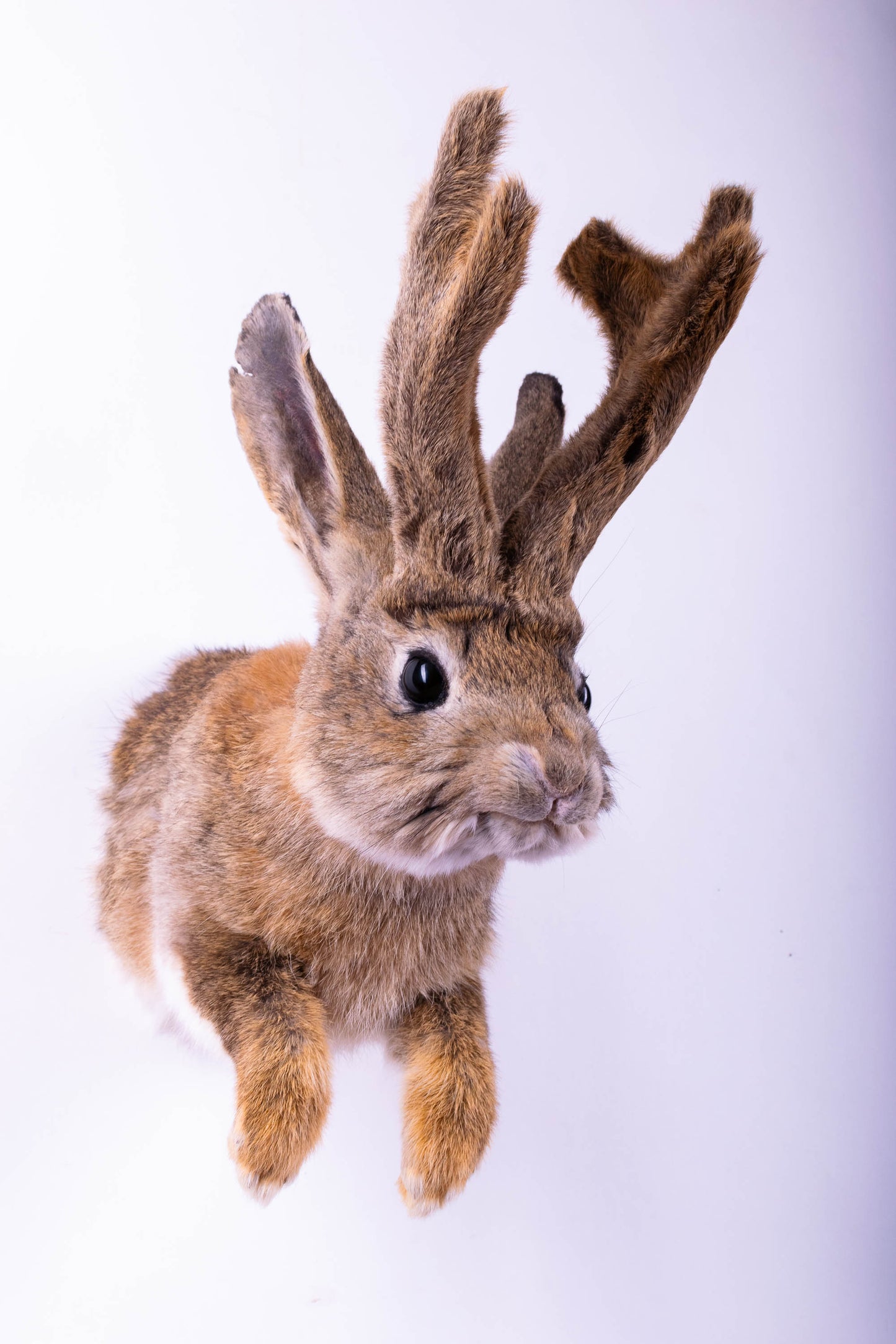 Taxidermie d'écureuil murale à vendre