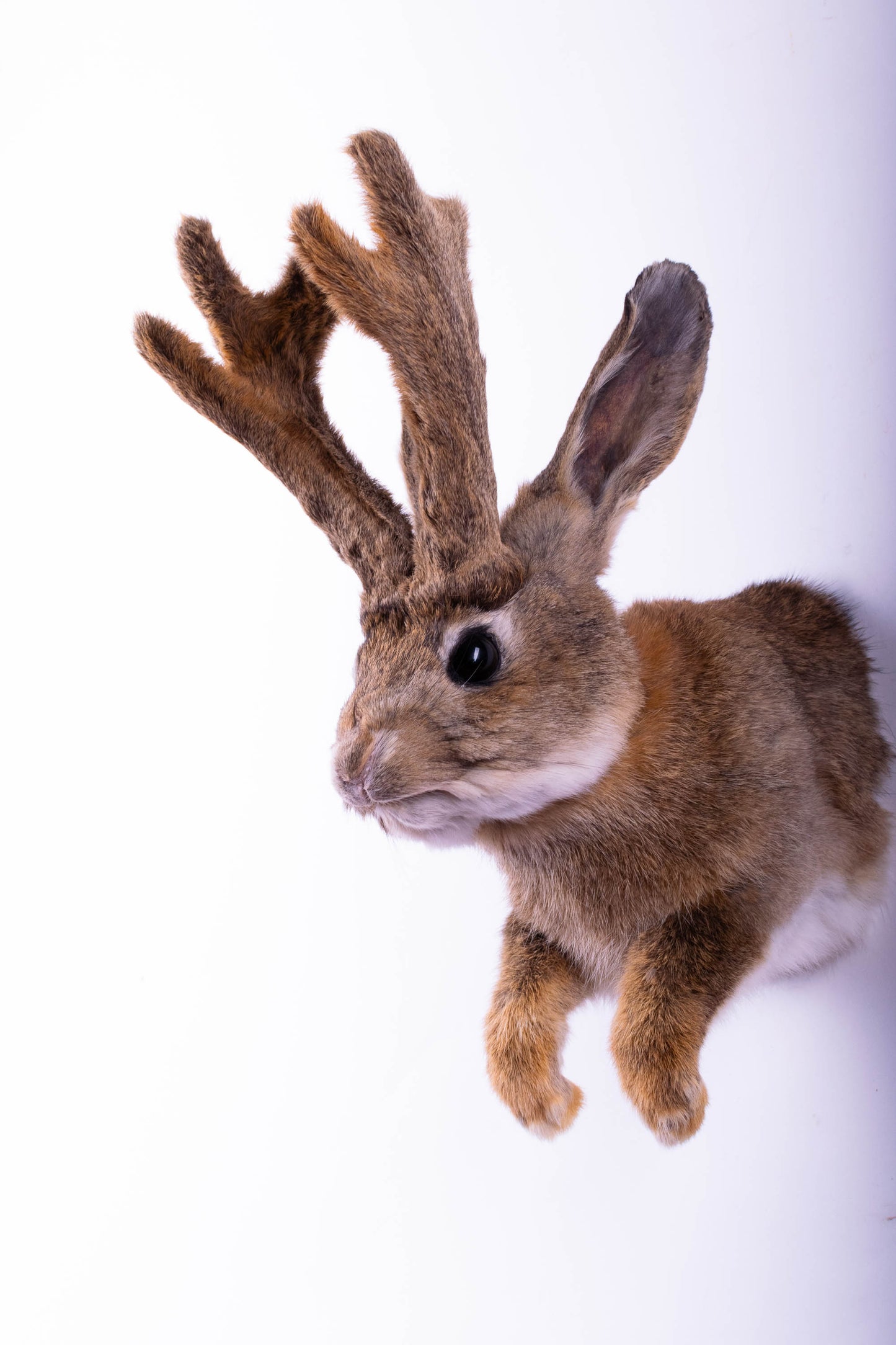 Taxidermie d'écureuil murale à vendre