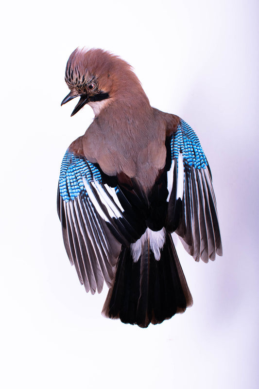 Support mural Jay Taxidermy à vendre