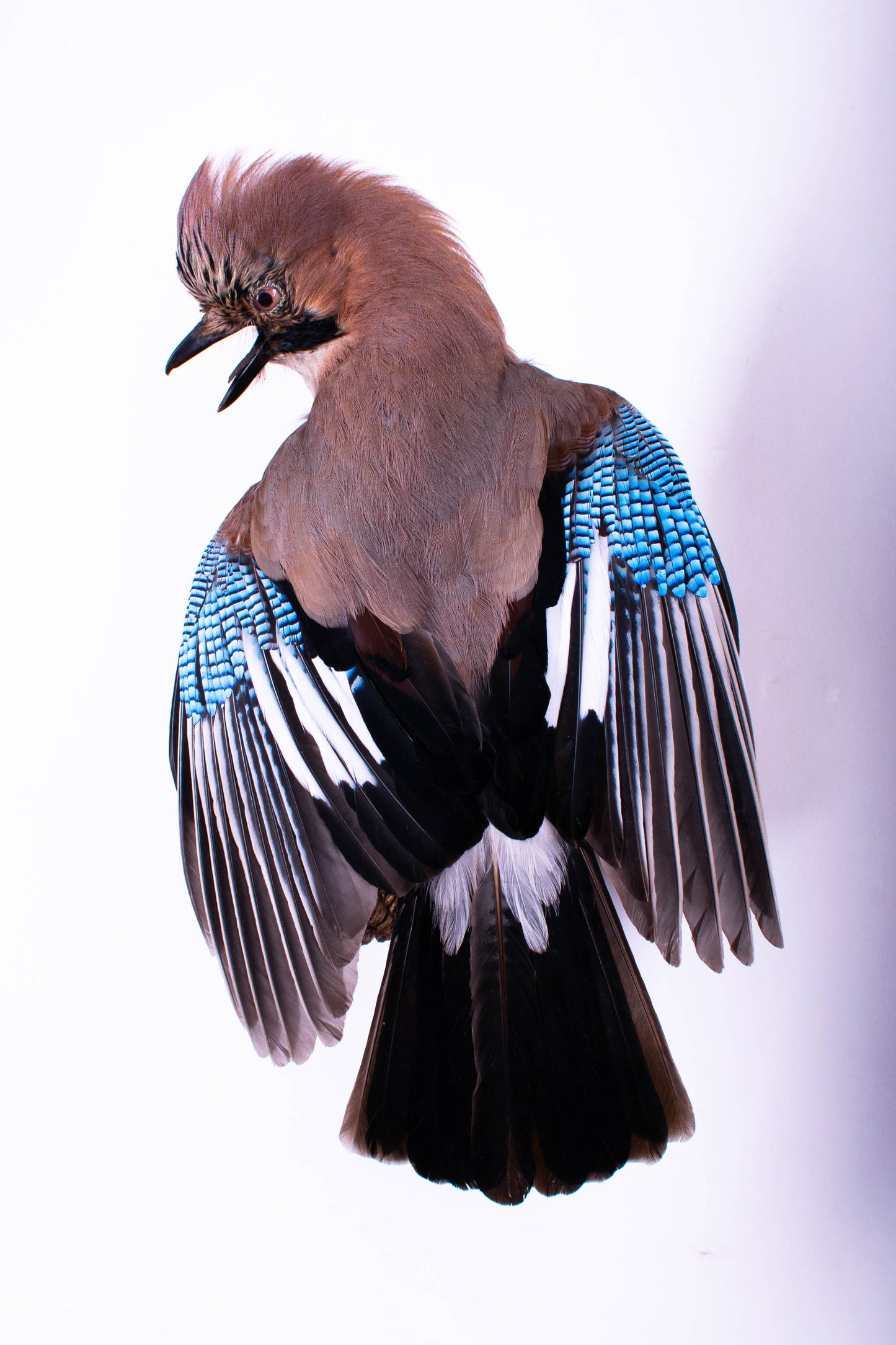 Jay Taxidermy Wall Mount For Sale