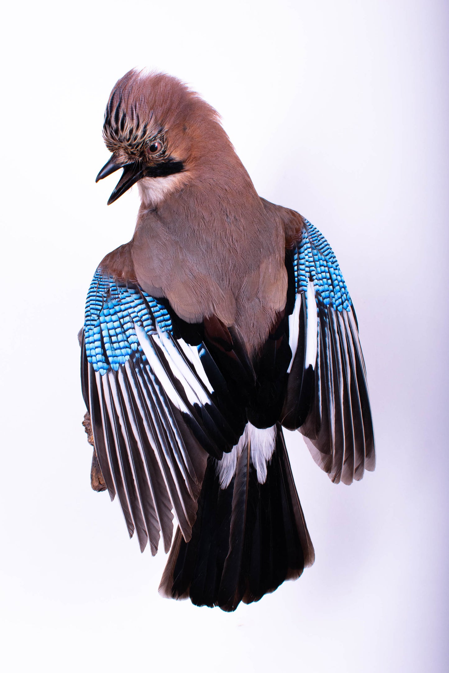 Jay Taxidermy Wall Mount For Sale