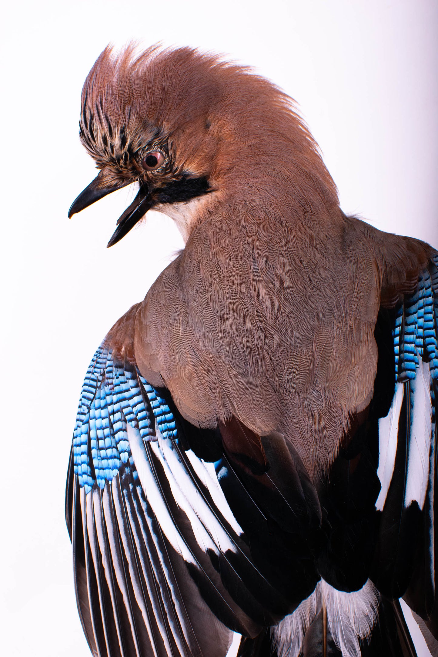 Jay Taxidermy Wall Mount For Sale