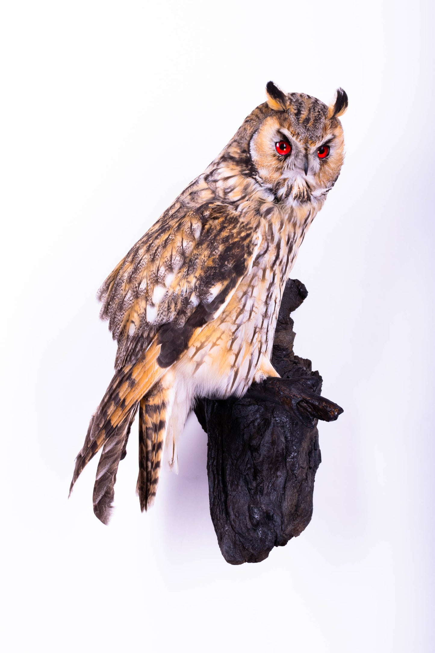 Hibou moyen-duc naturalisé pour fixation murale à vendre