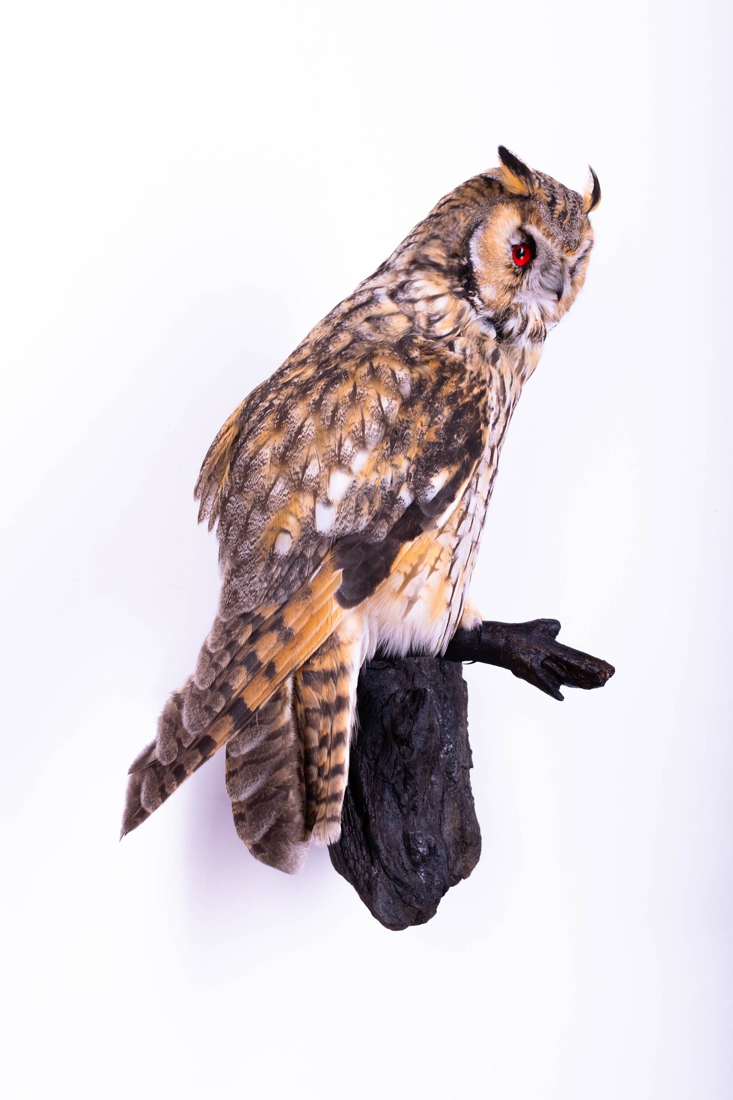 Hibou moyen-duc naturalisé pour fixation murale à vendre