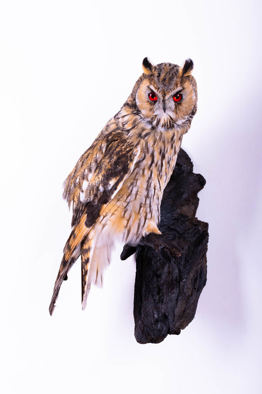 Hibou moyen-duc naturalisé pour fixation murale à vendre