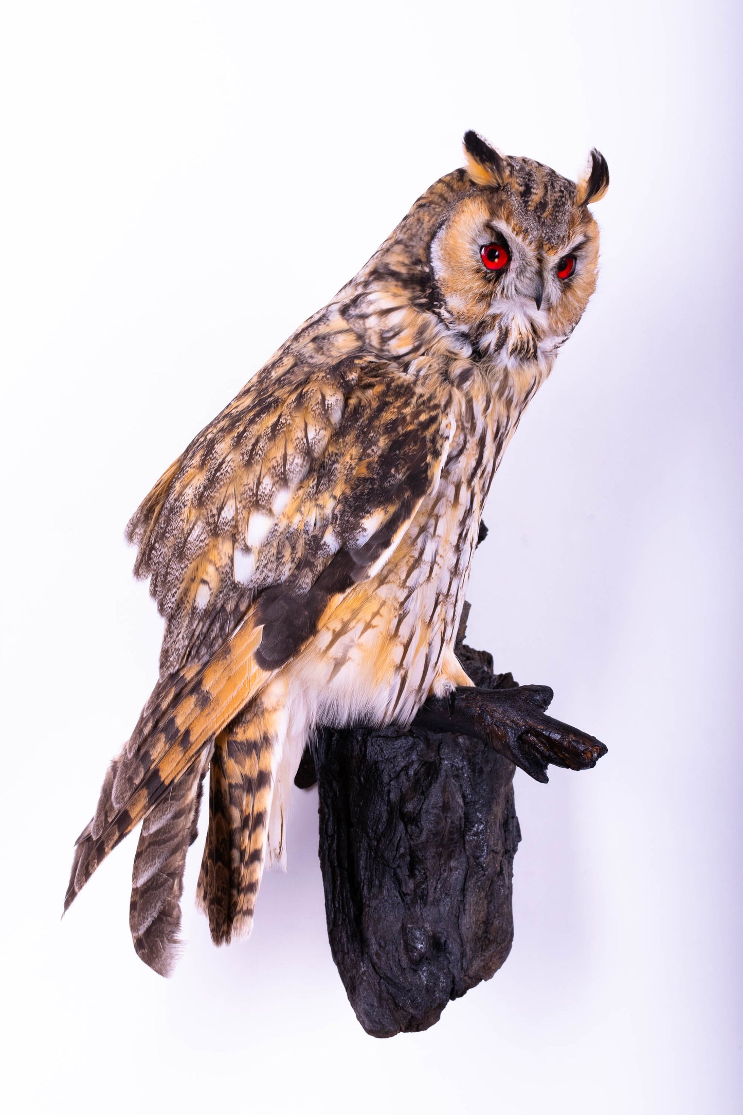 Hibou moyen-duc naturalisé pour fixation murale à vendre