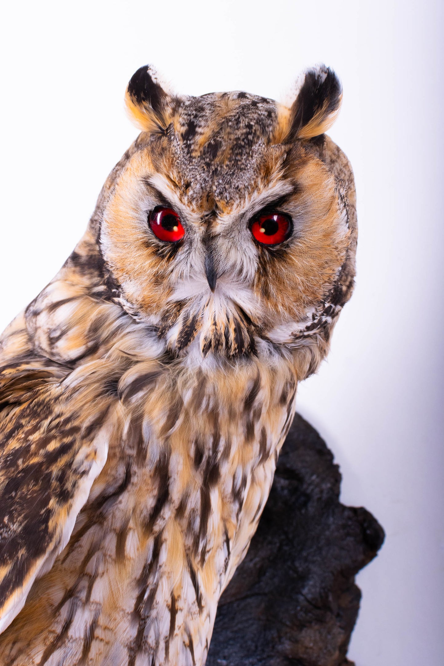 Hibou moyen-duc naturalisé pour fixation murale à vendre