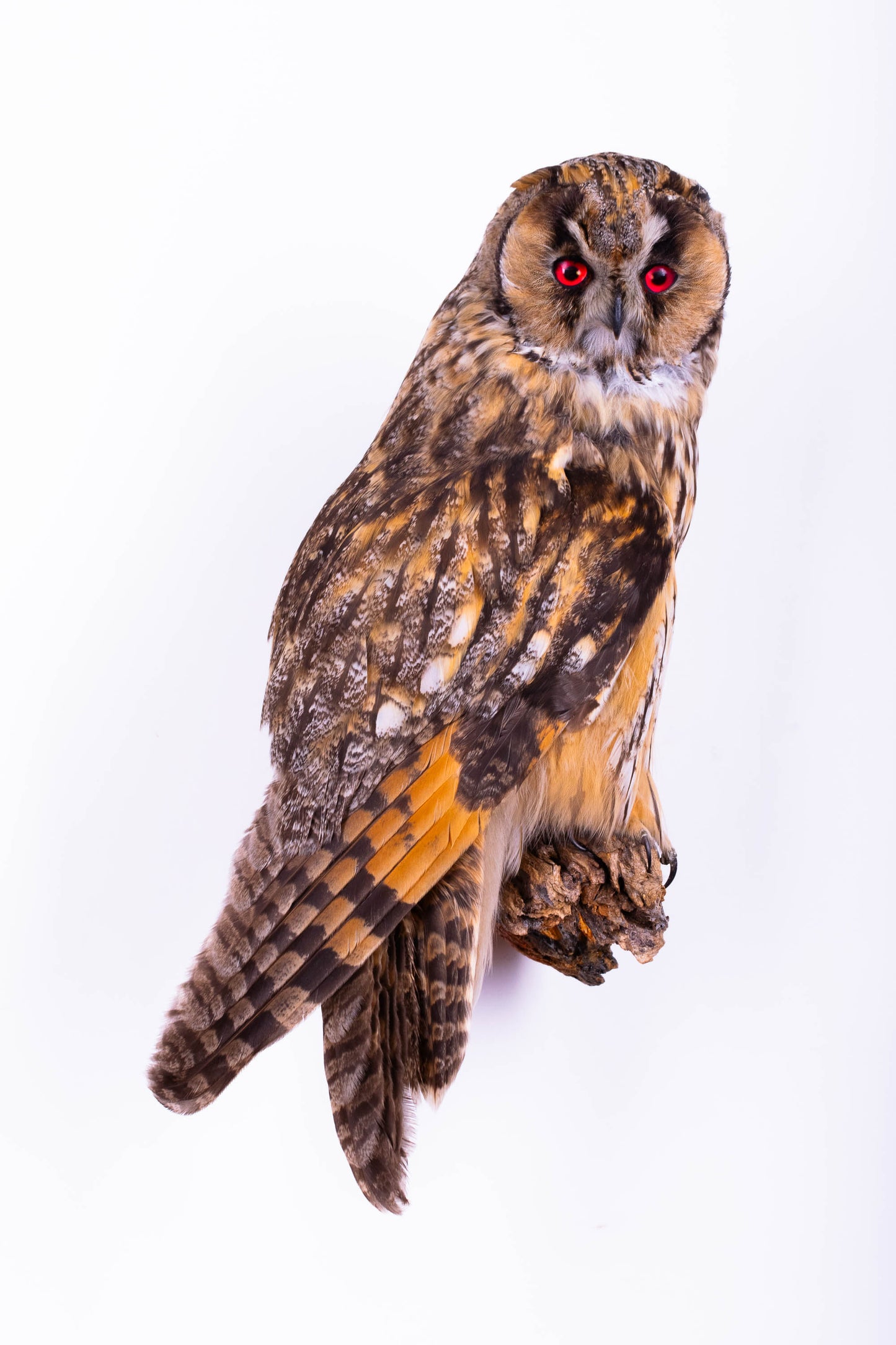 Long-eared Owl Taxidermy Wall Mount For Sale
