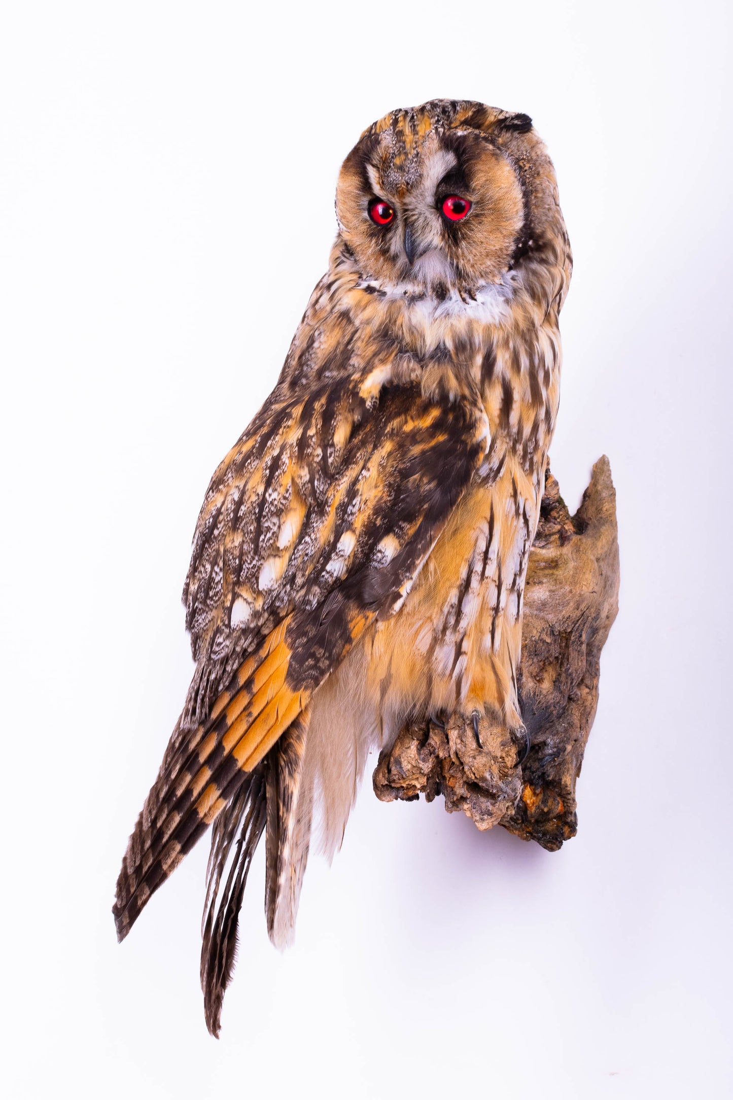 Long-eared Owl Taxidermy Wall Mount For Sale