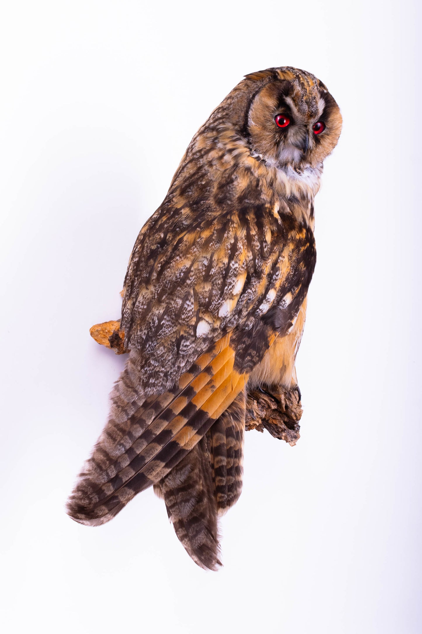 Long-eared Owl Taxidermy Wall Mount For Sale