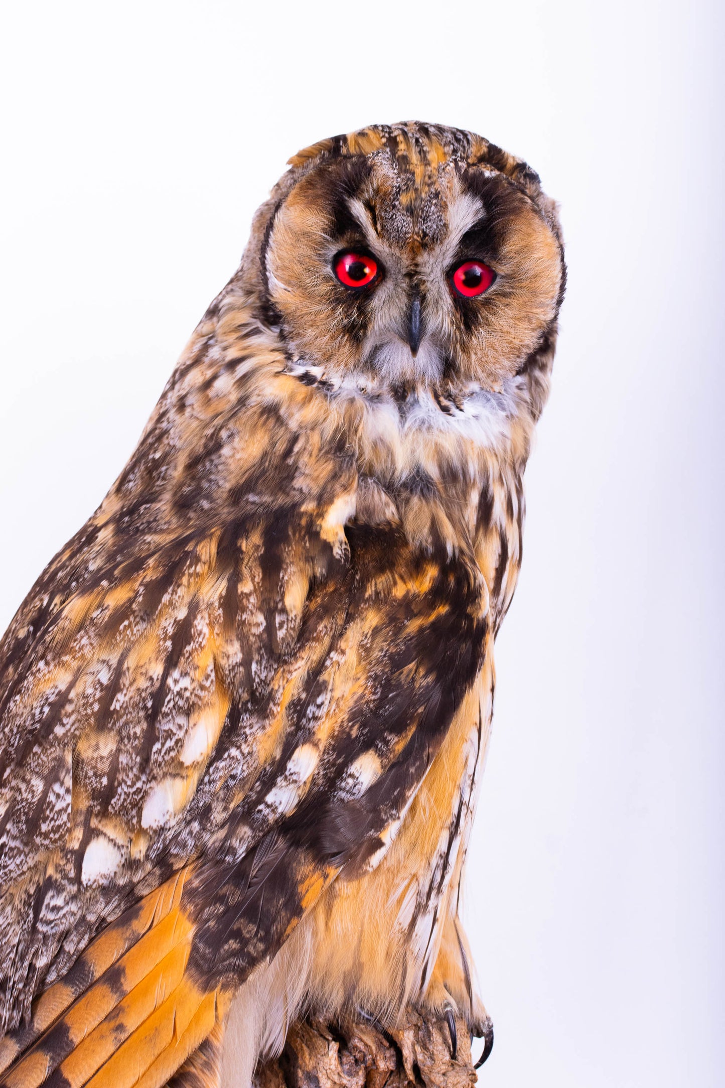 Long-eared Owl Taxidermy Wall Mount For Sale