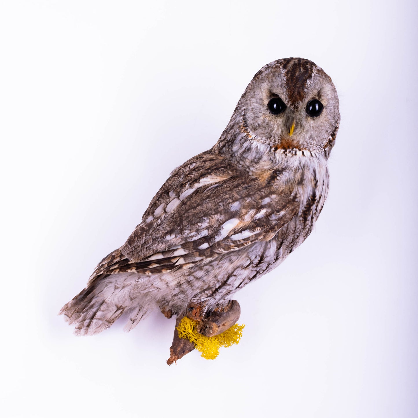 Tawny Owl Taxidermy Wall Mount For Sale