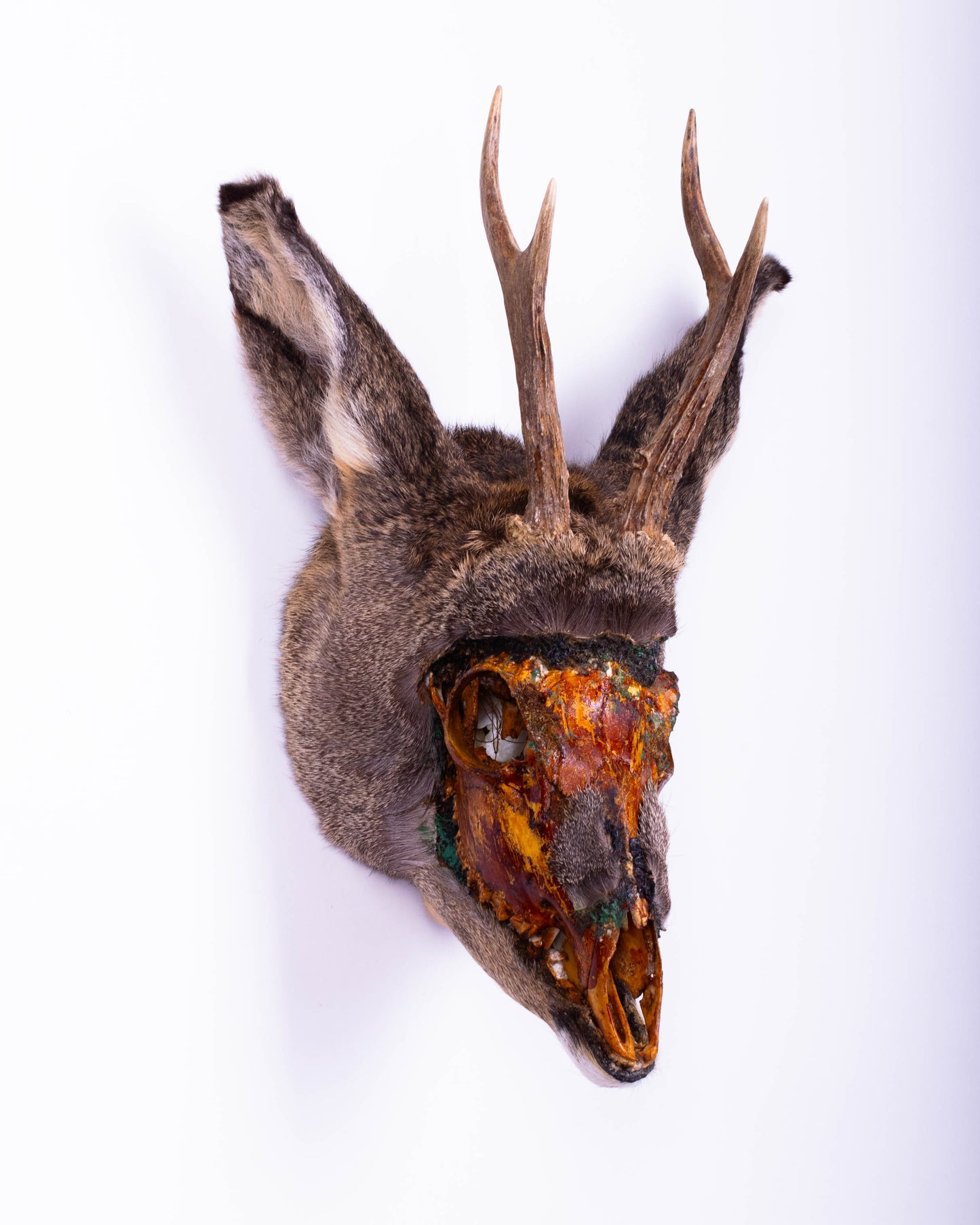 Taxidermie d'écureuil murale à vendre