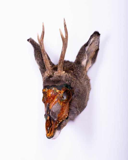 Taxidermie d'écureuil murale à vendre