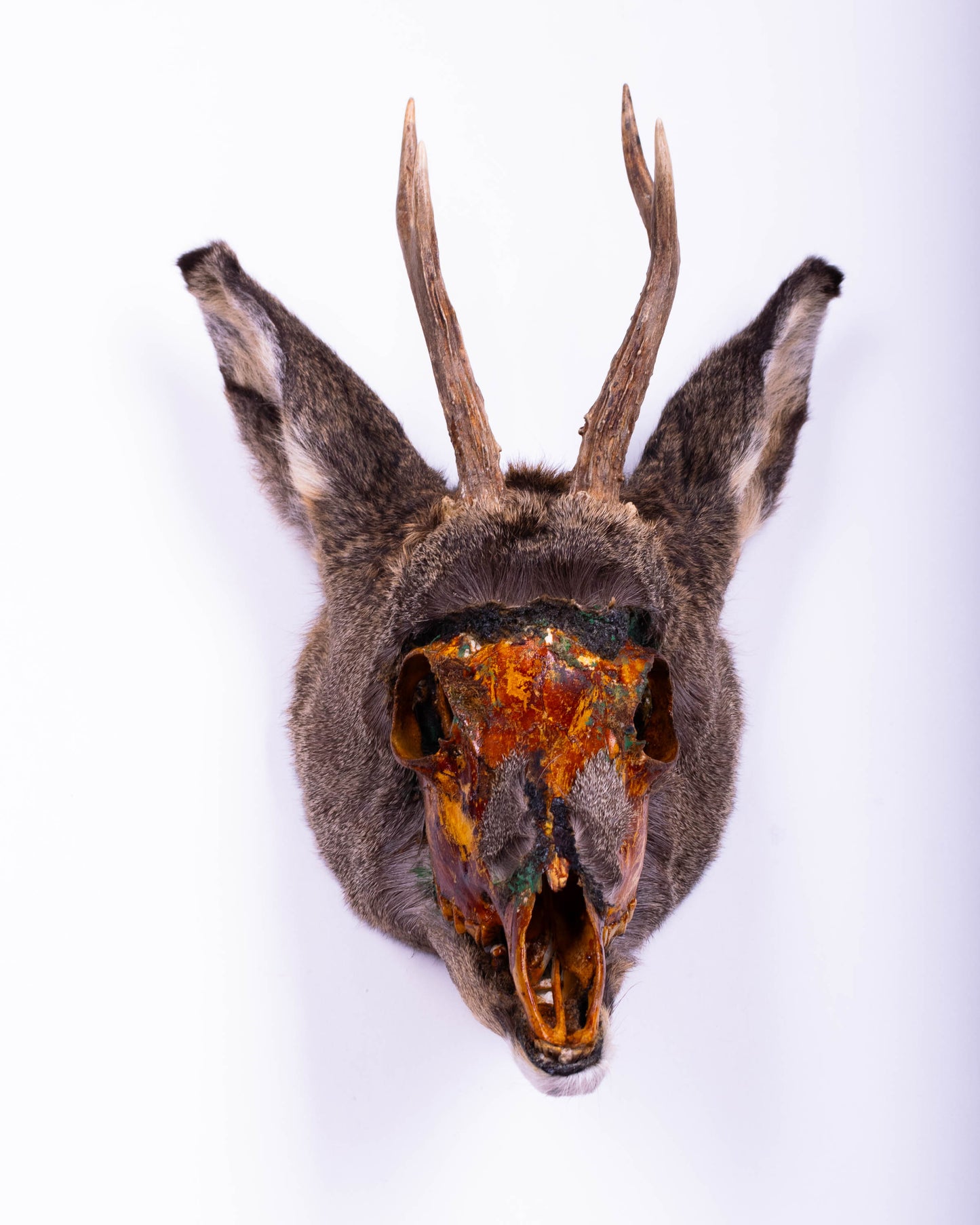 Taxidermie d'écureuil murale à vendre
