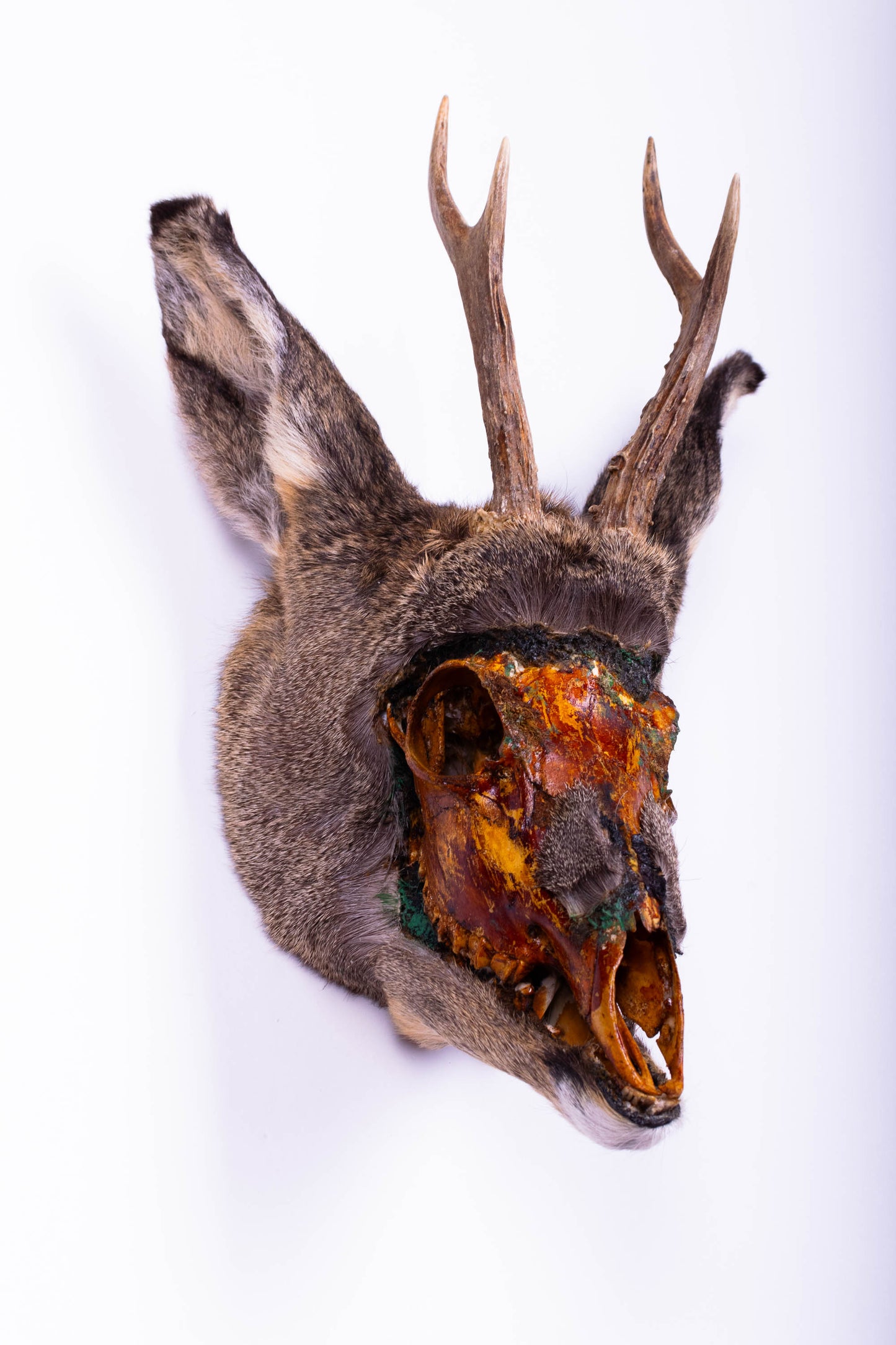 Taxidermie d'écureuil murale à vendre