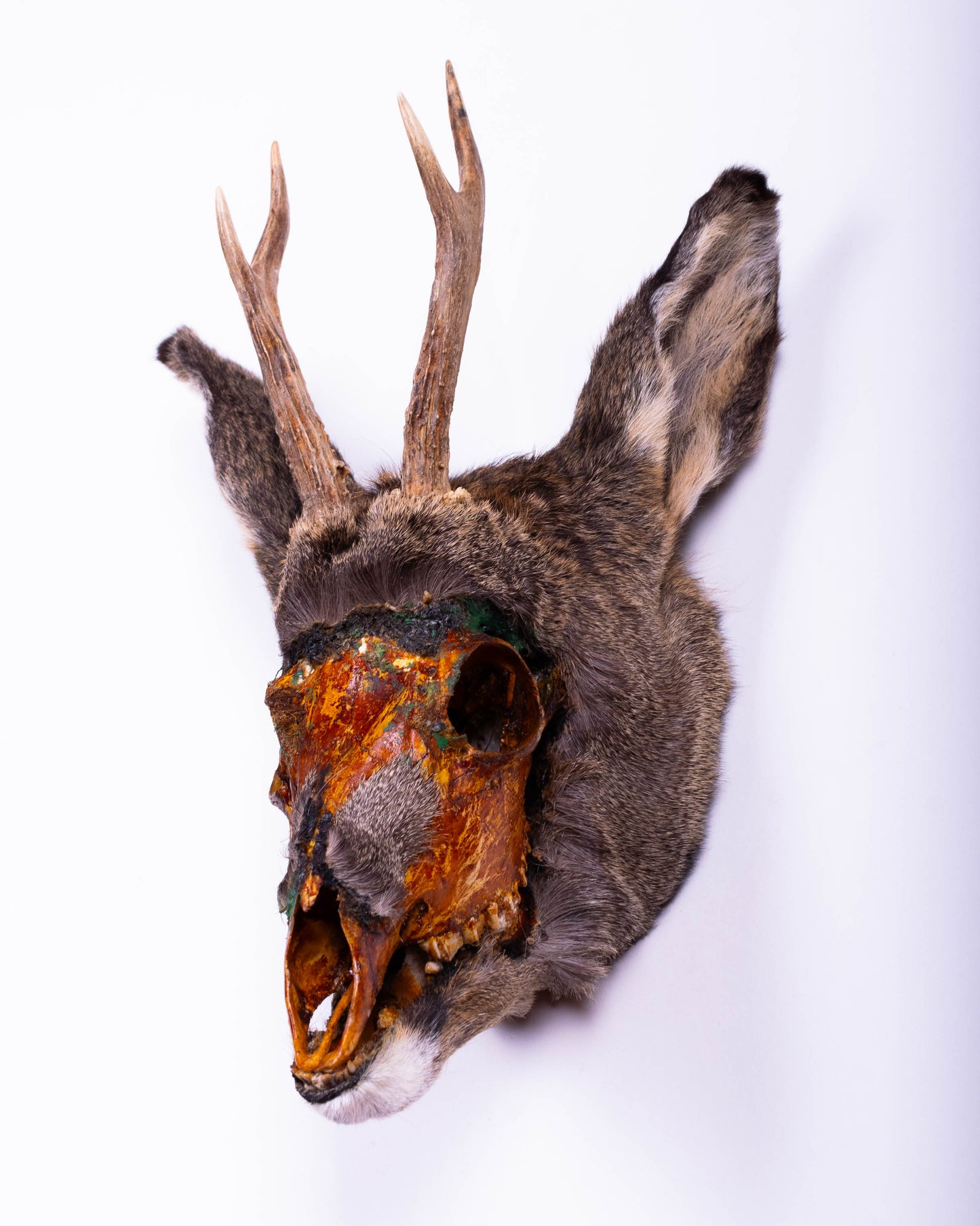 Taxidermie d'écureuil murale à vendre