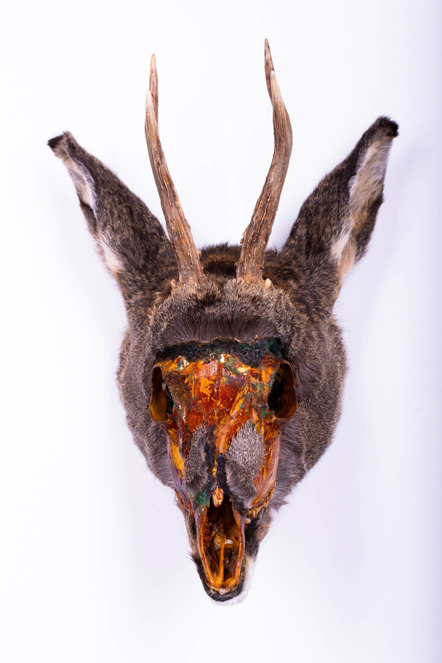 Taxidermie d'écureuil murale à vendre