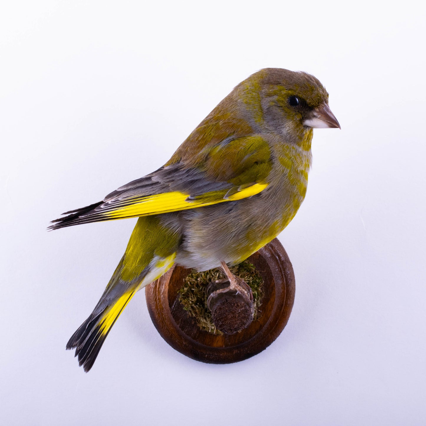 Greenfinch Taxidermy Wall Mount For Sale
