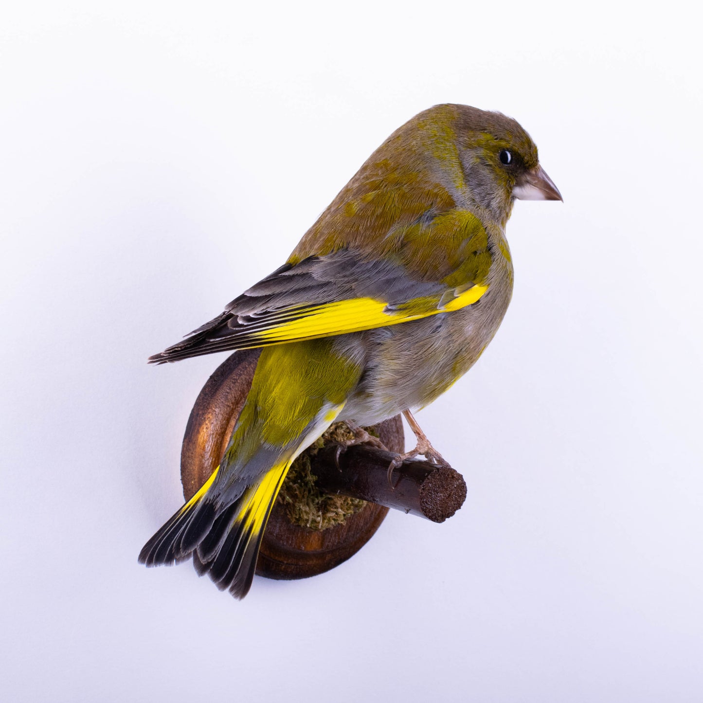Greenfinch Taxidermy Wall Mount For Sale