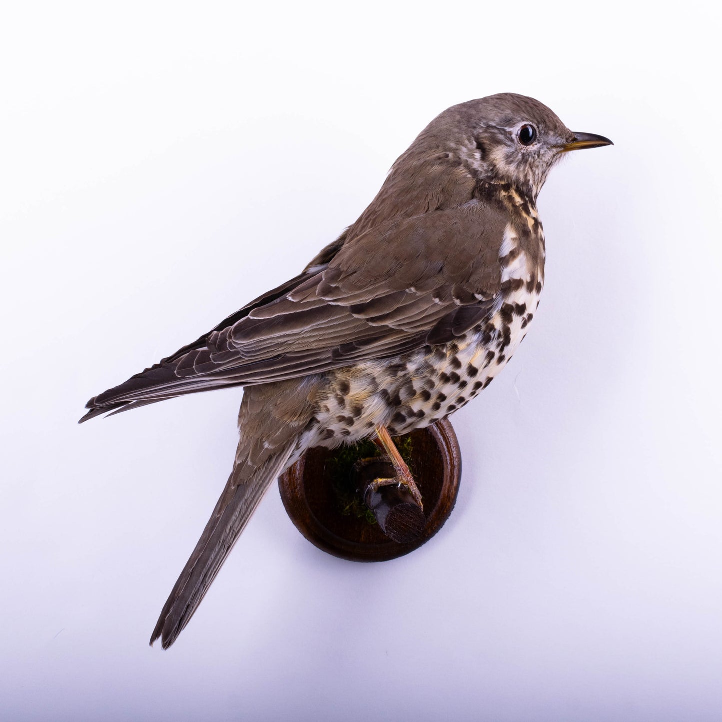 Mistle thrush Taxidermy Wall Mount For Sale