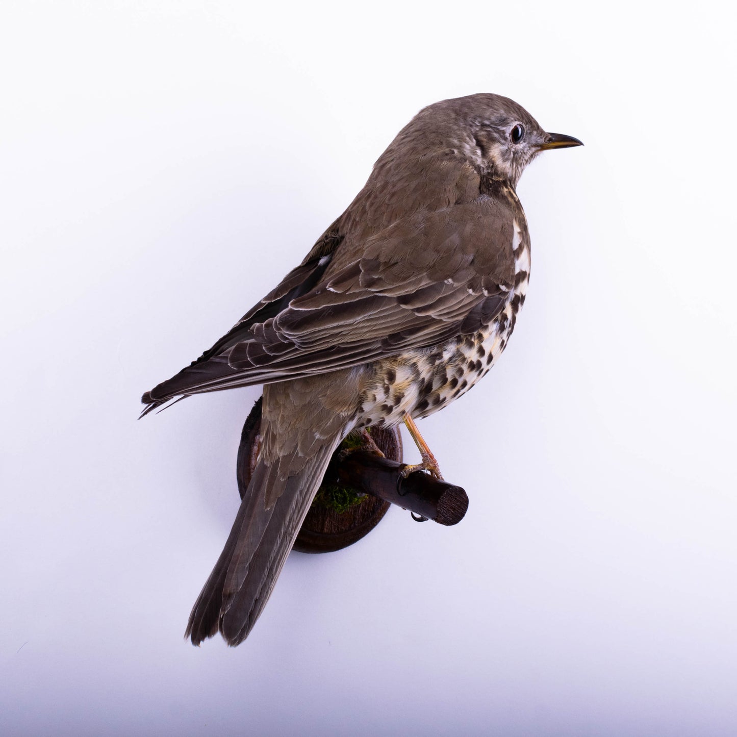 Mistle thrush Taxidermy Wall Mount For Sale