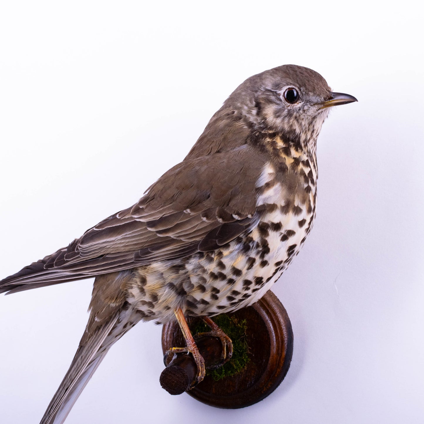 Mistle thrush Taxidermy Wall Mount For Sale