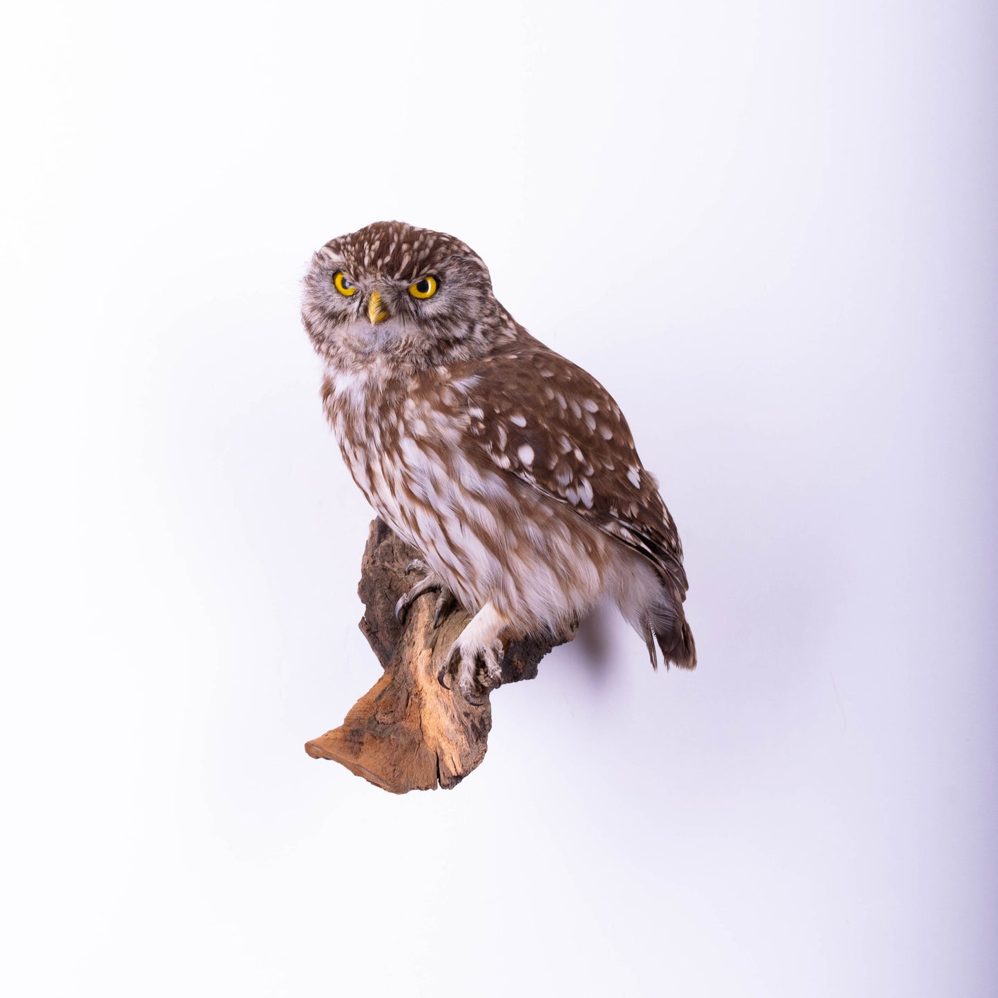 Hibou moyen-duc naturalisé pour fixation murale à vendre