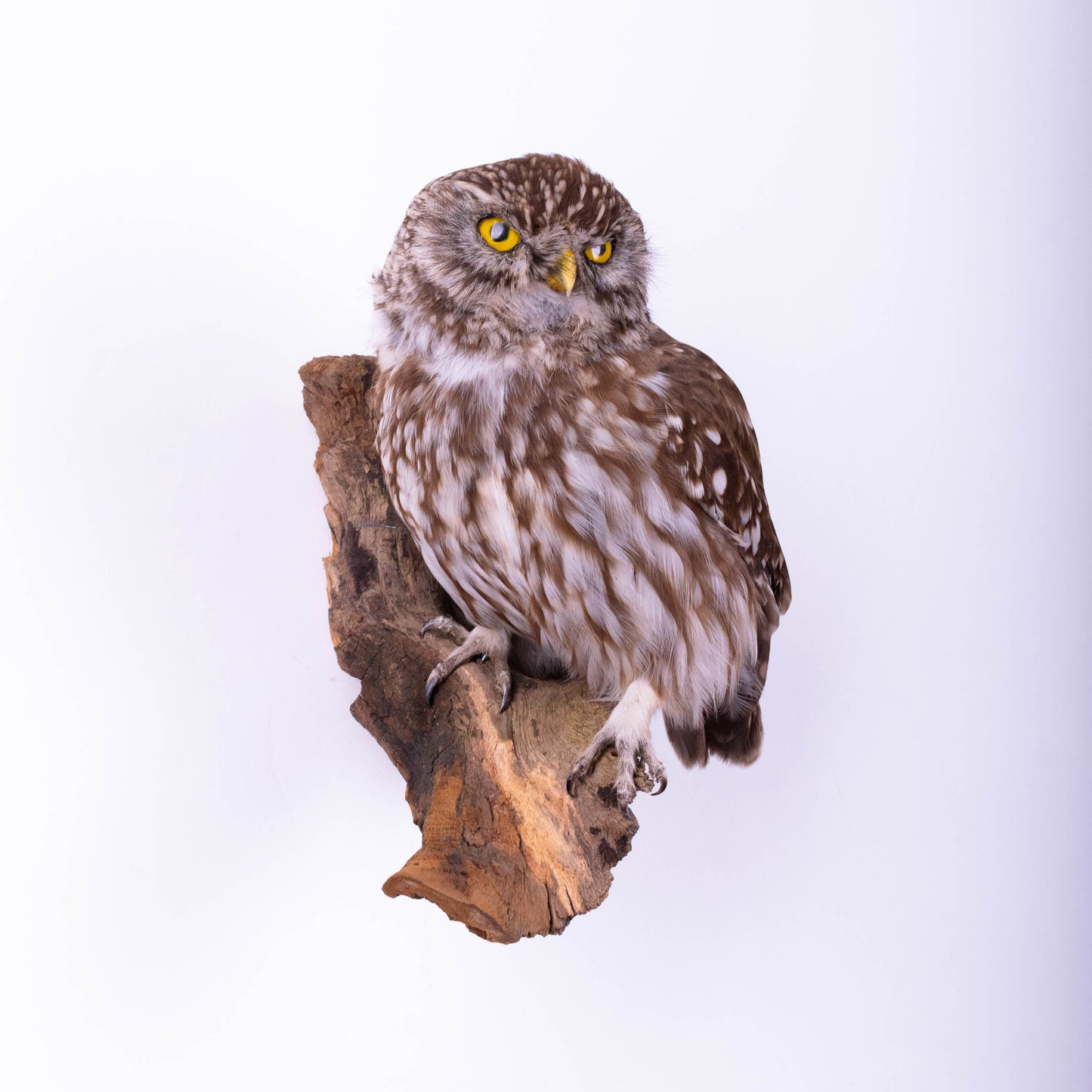 Hibou moyen-duc naturalisé pour fixation murale à vendre