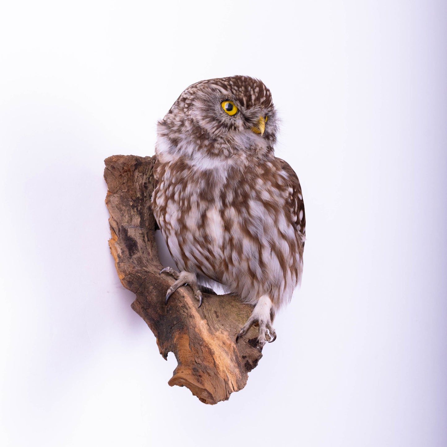 Hibou moyen-duc naturalisé pour fixation murale à vendre