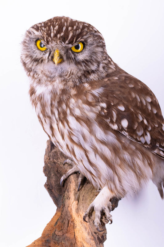 Hibou moyen-duc naturalisé pour fixation murale à vendre