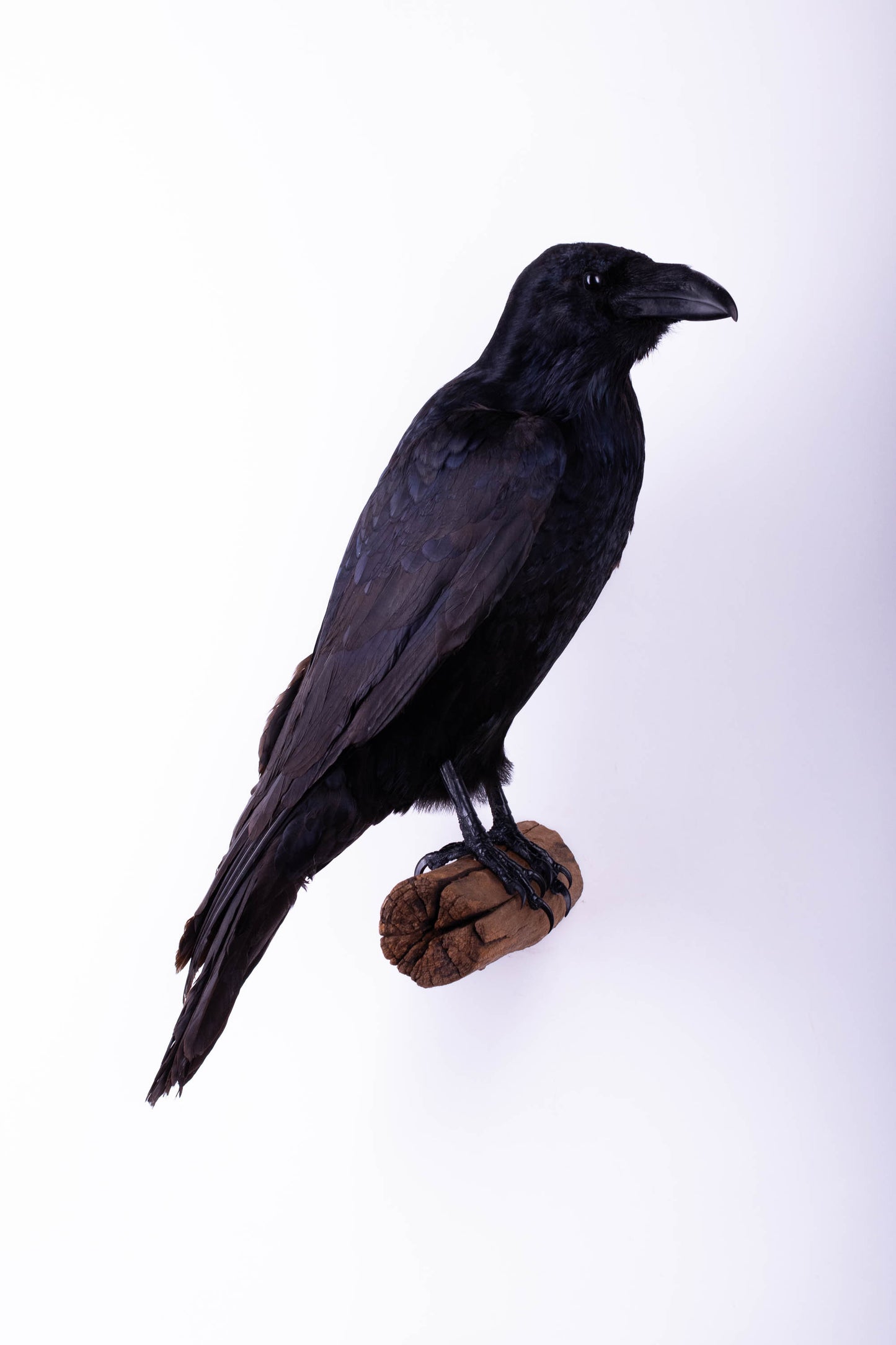 Raven Taxidermy Wall Mount For Sale