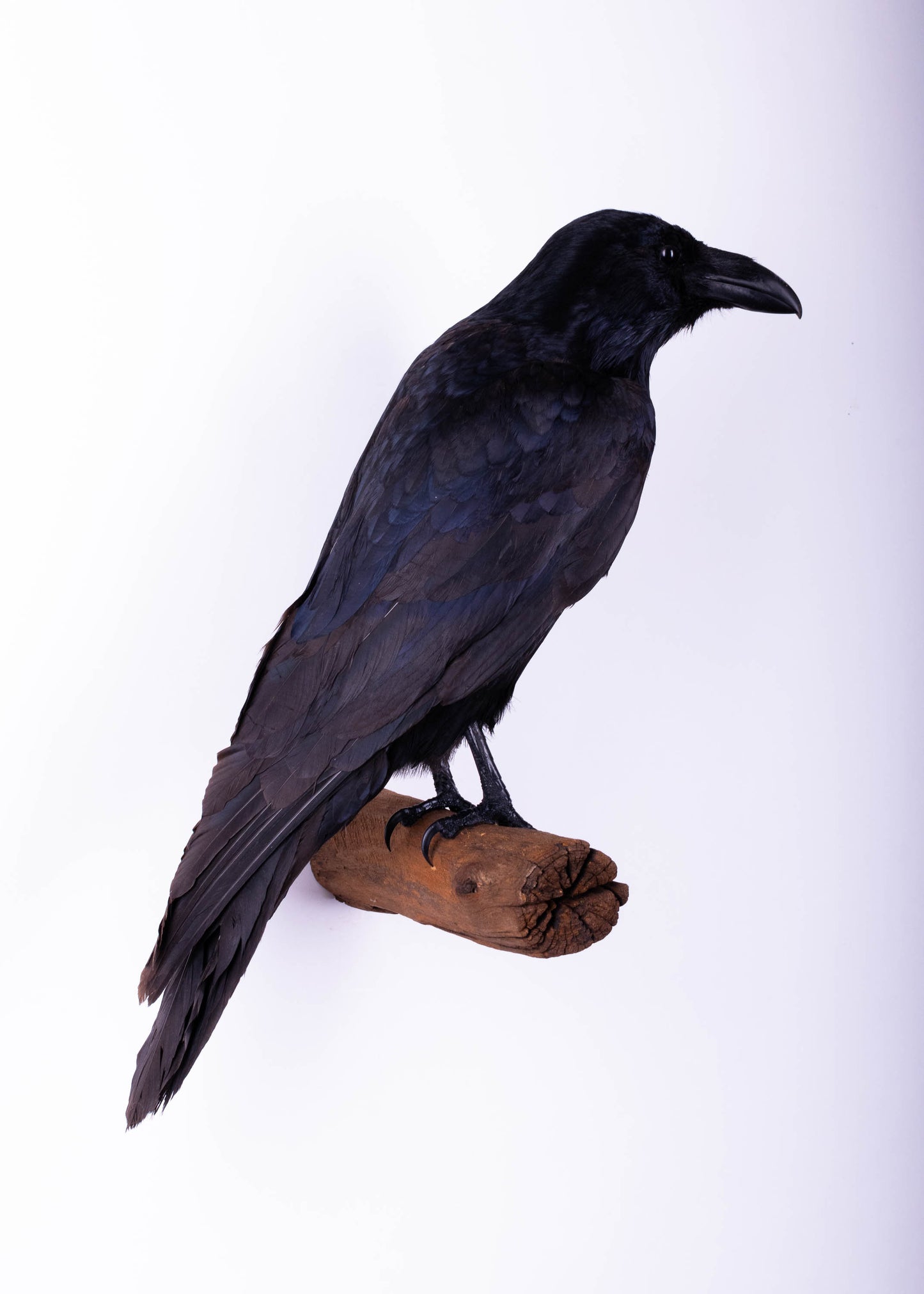 Raven Taxidermy Wall Mount For Sale