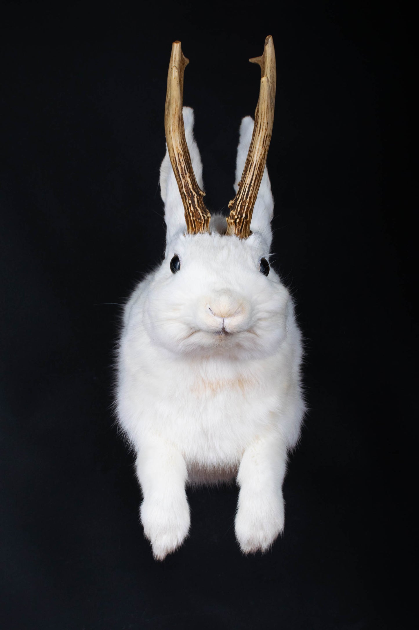 Taxidermie d'écureuil murale à vendre