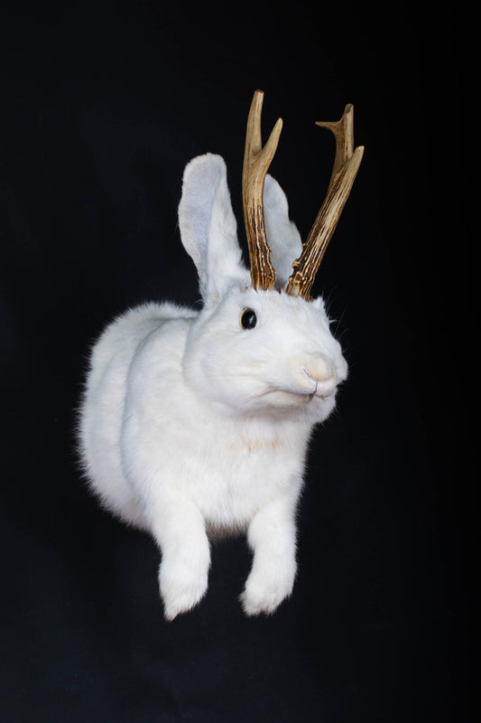Taxidermie d'écureuil murale à vendre