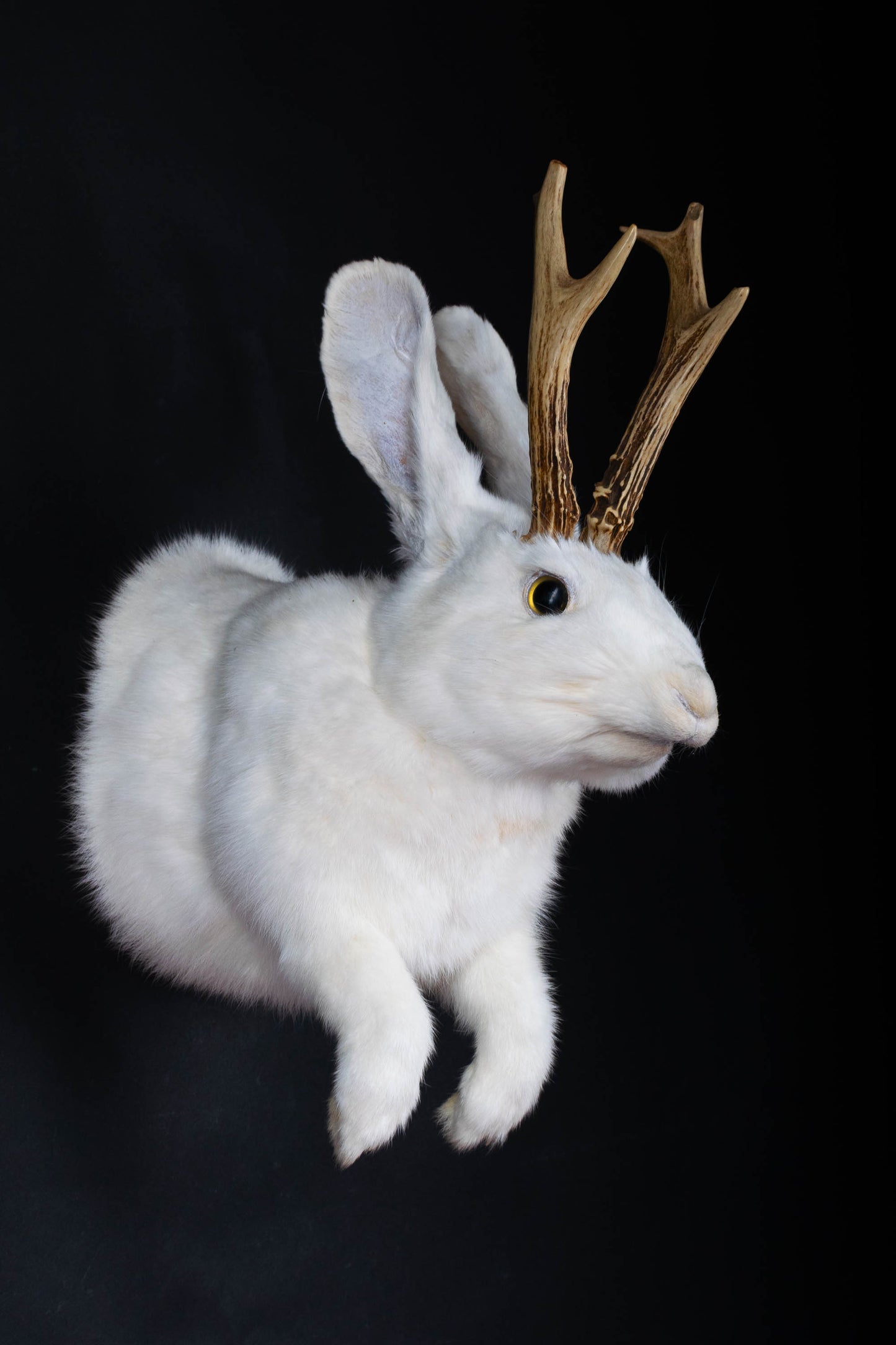 Taxidermie d'écureuil murale à vendre