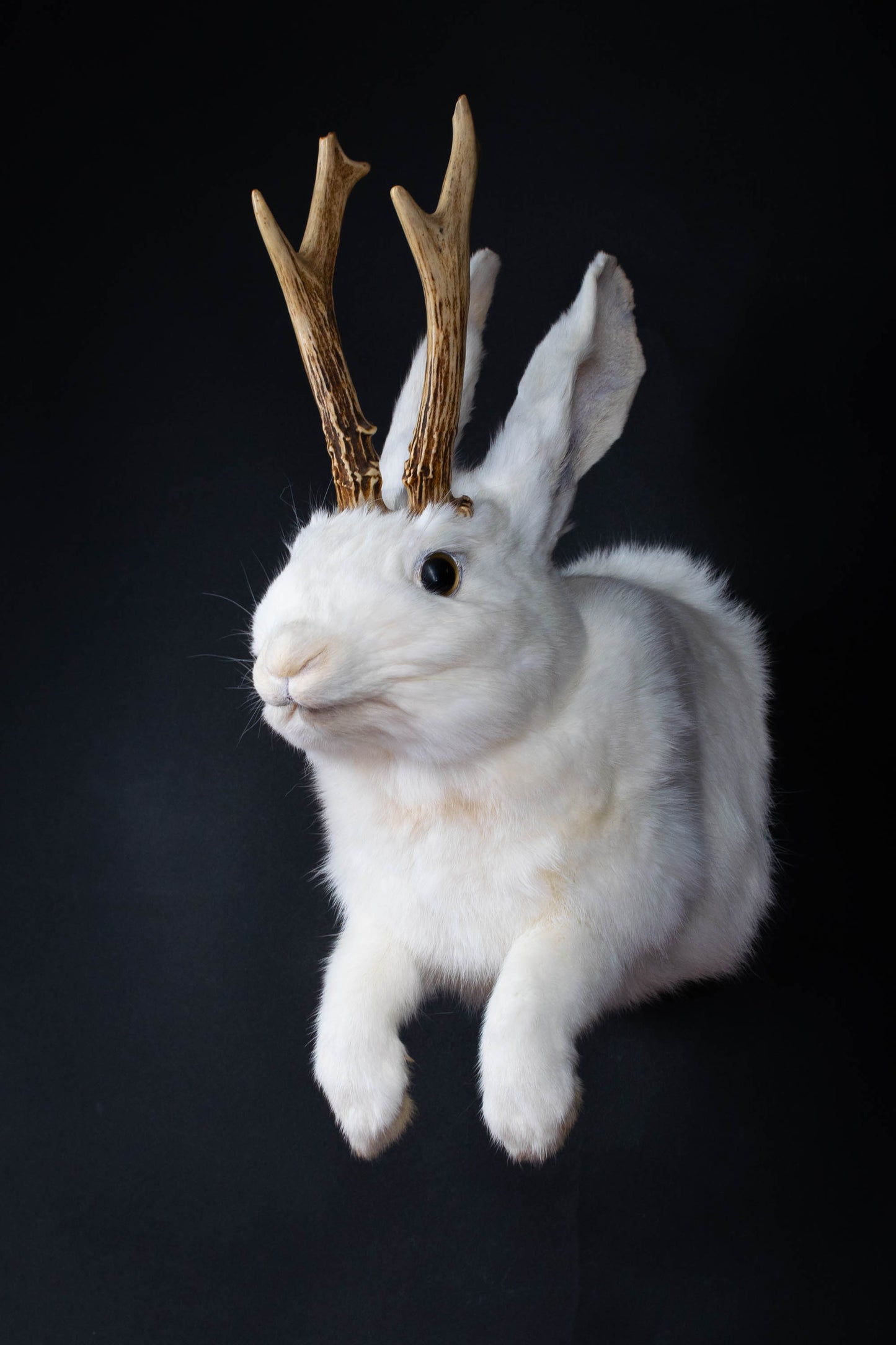 Taxidermie d'écureuil murale à vendre