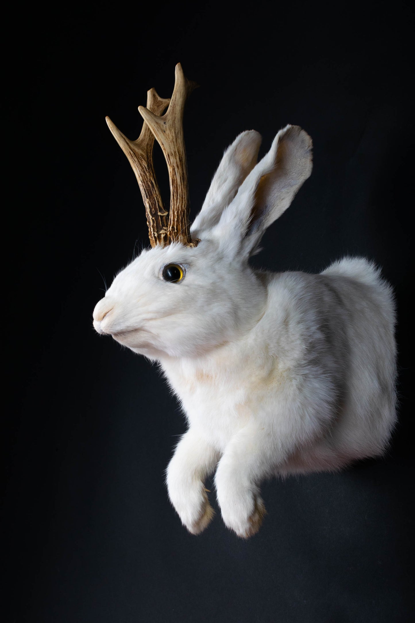 Taxidermie d'écureuil murale à vendre