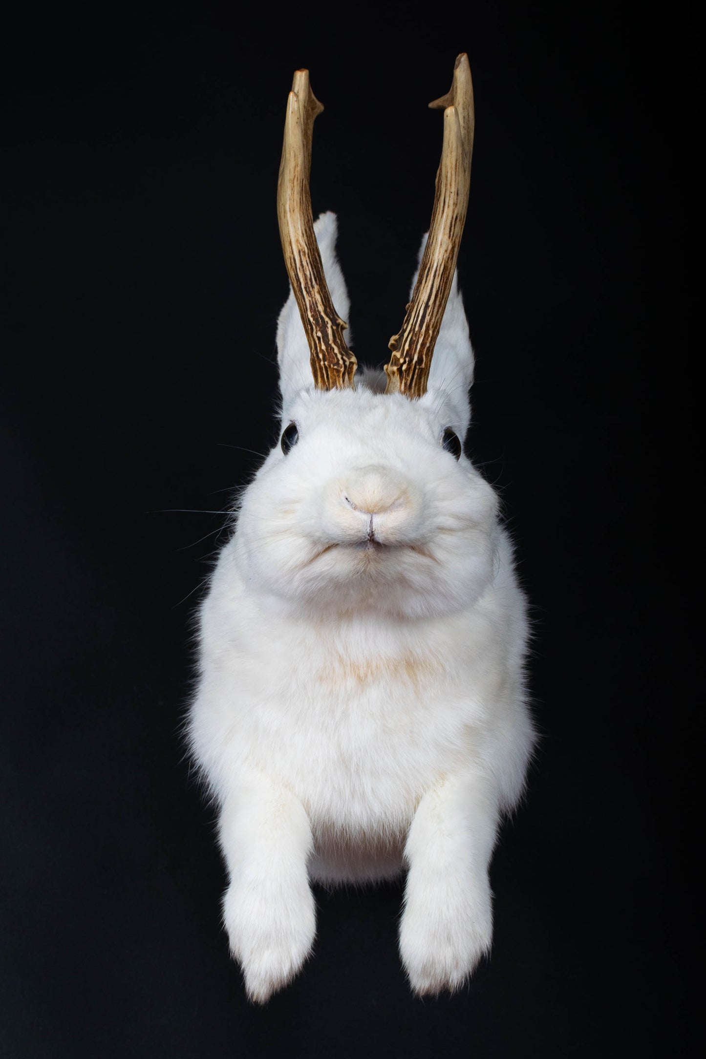 Taxidermie d'écureuil murale à vendre