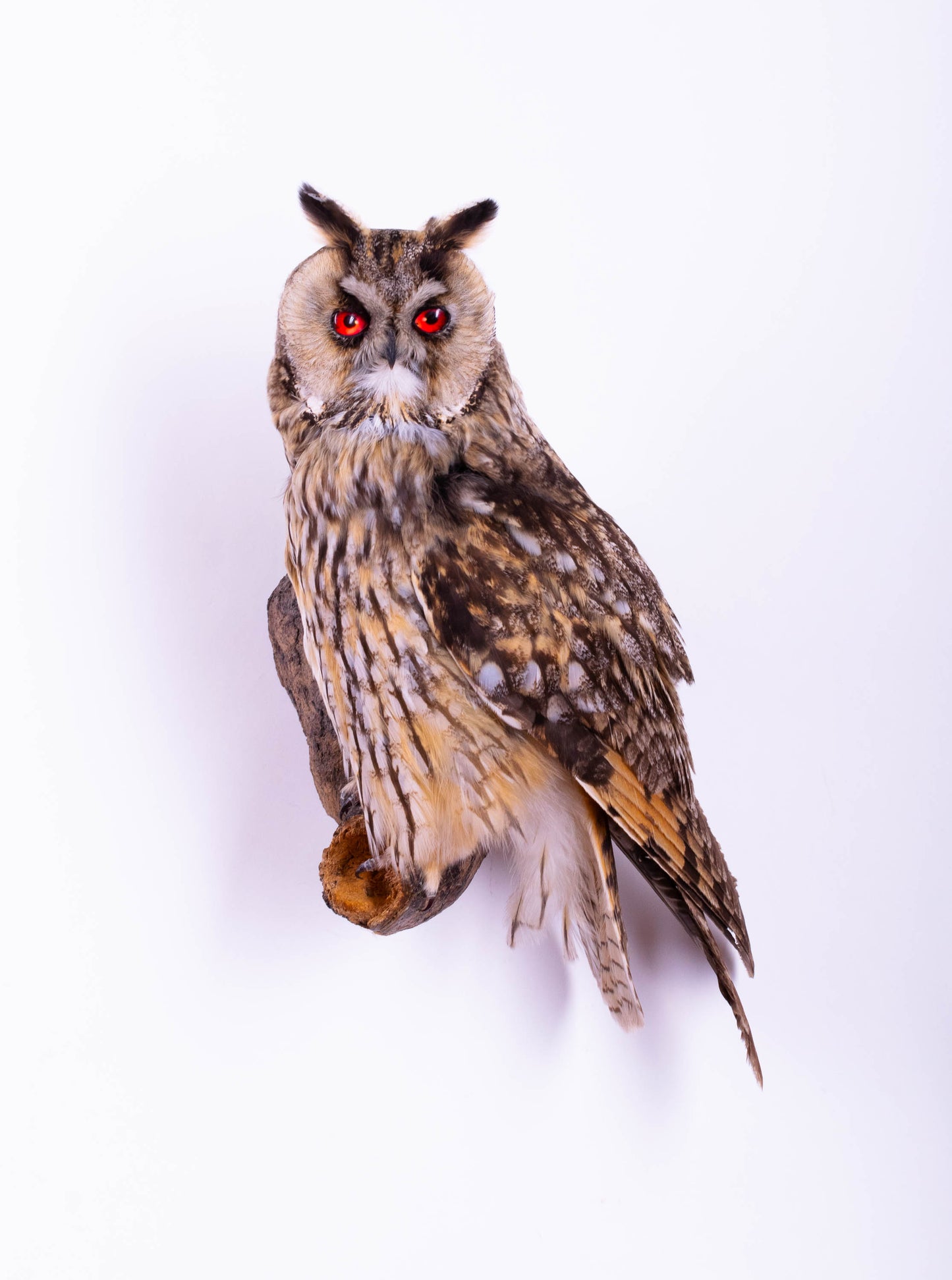 Hibou moyen-duc naturalisé pour fixation murale à vendre