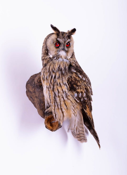 Hibou moyen-duc naturalisé pour fixation murale à vendre