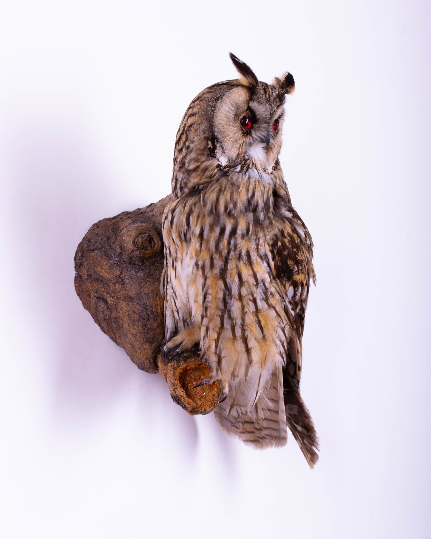 Hibou moyen-duc naturalisé pour fixation murale à vendre