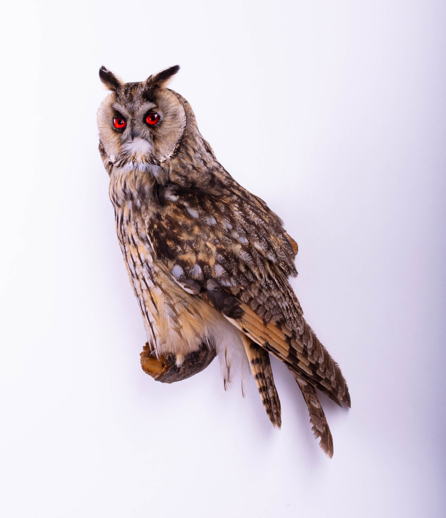 Hibou moyen-duc naturalisé pour fixation murale à vendre